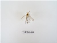 藏品(蟻蛉82)的圖片